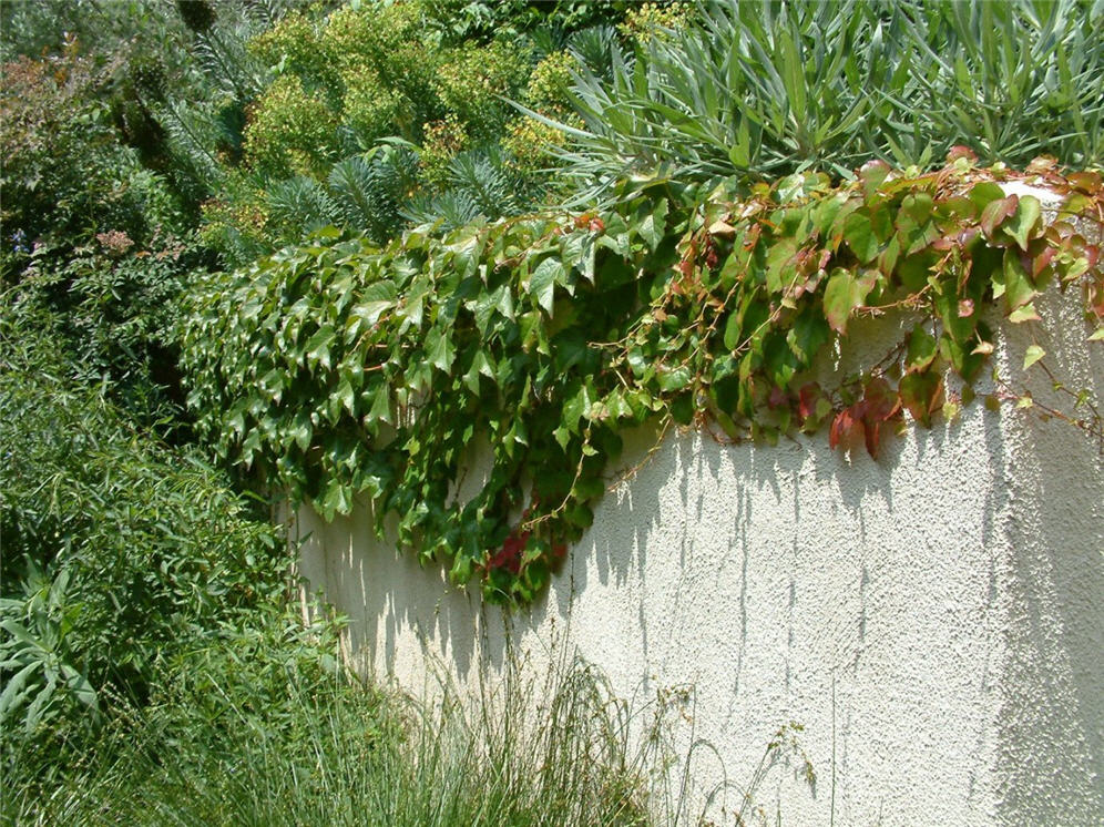 Stucco Wall Dressed with Vines