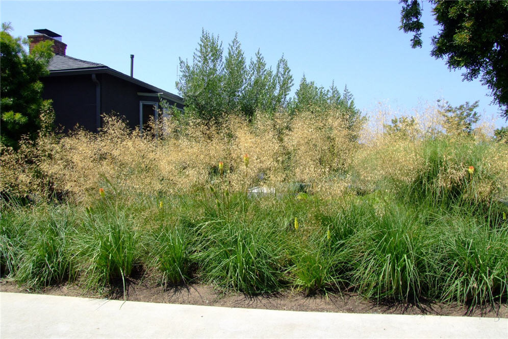 Field of Grasses