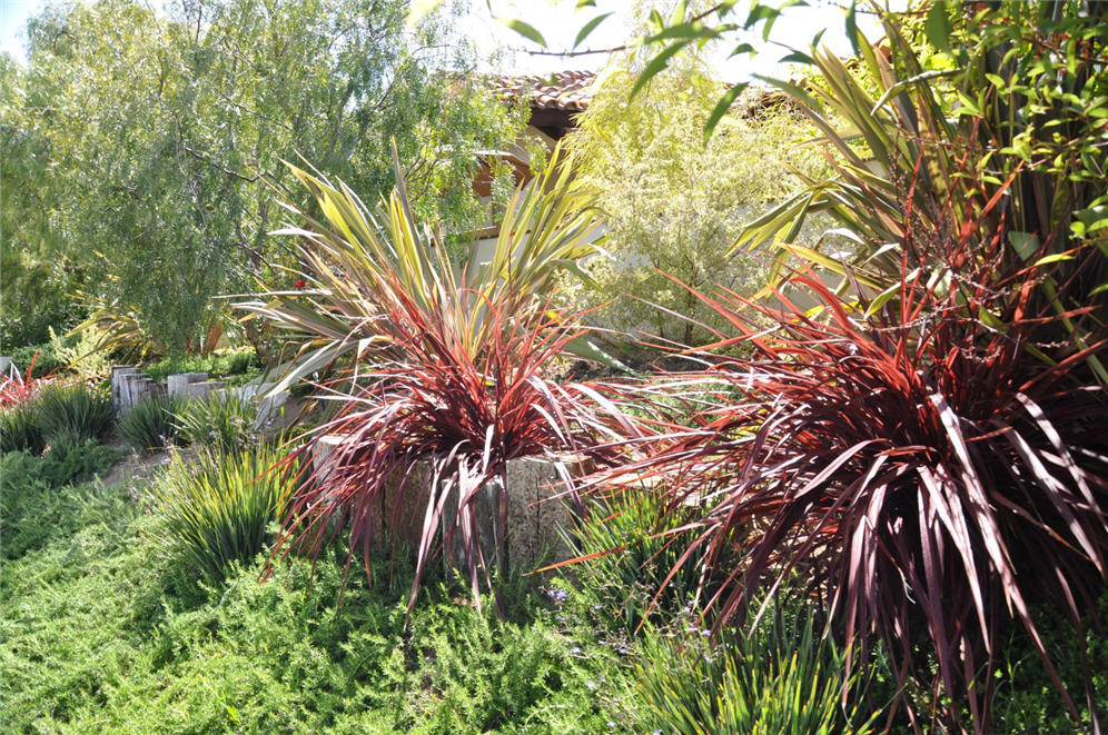 Red Flax Treatment