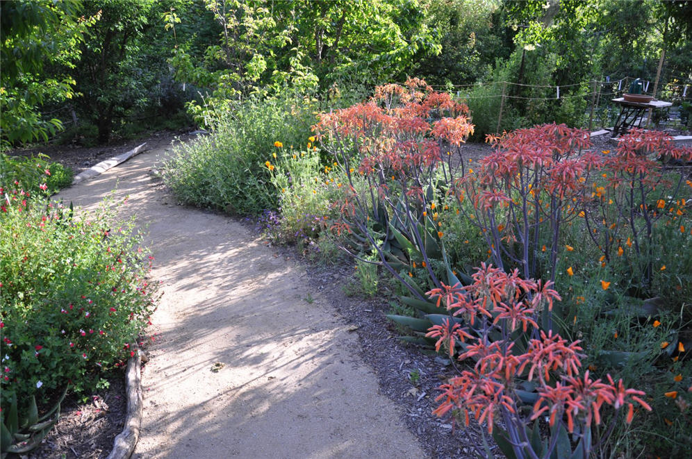 Aloe Walk