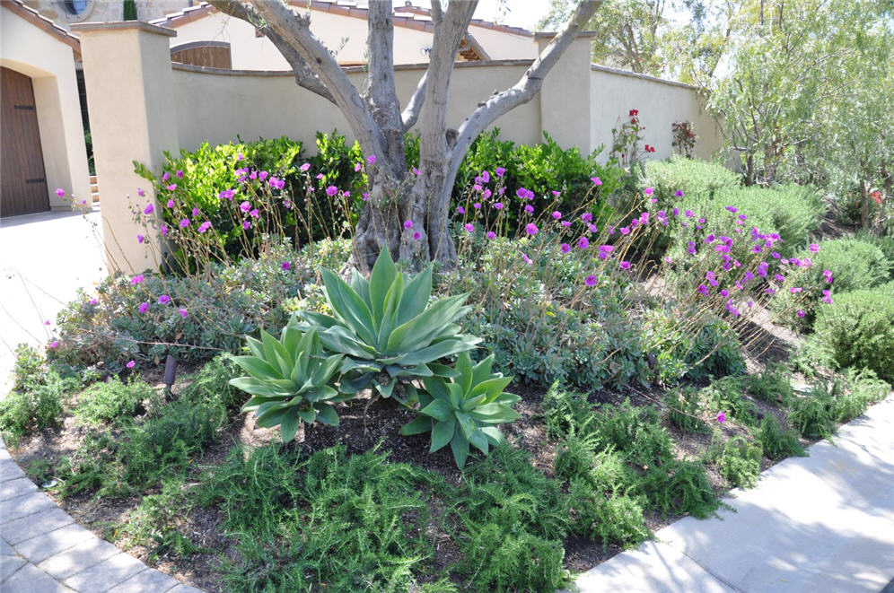 Shade and Succulents