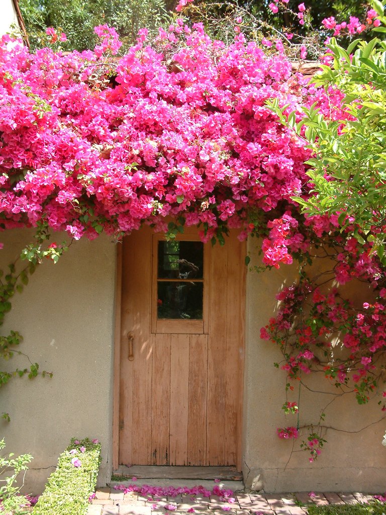 Bougainvillea Vine Display