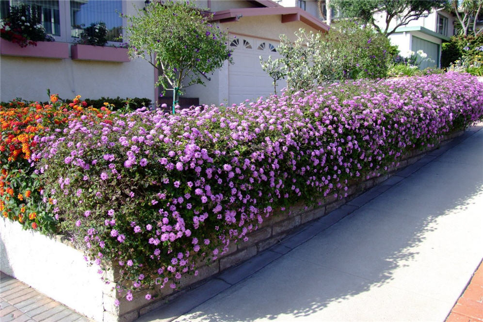 Lantana Loveliness