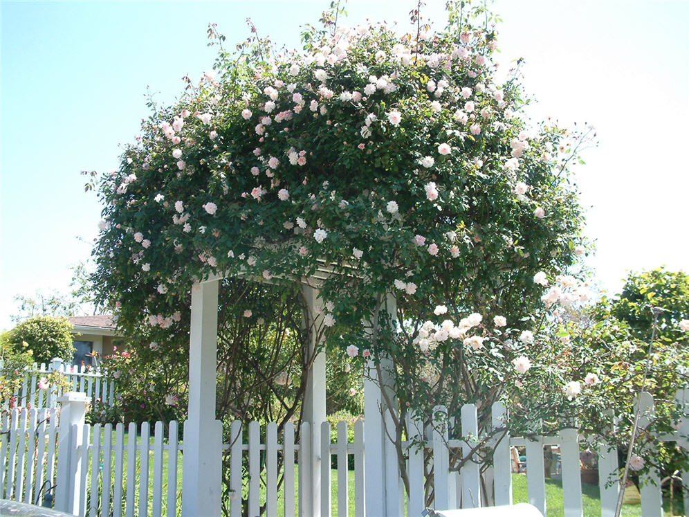 Packed Rose Arbor