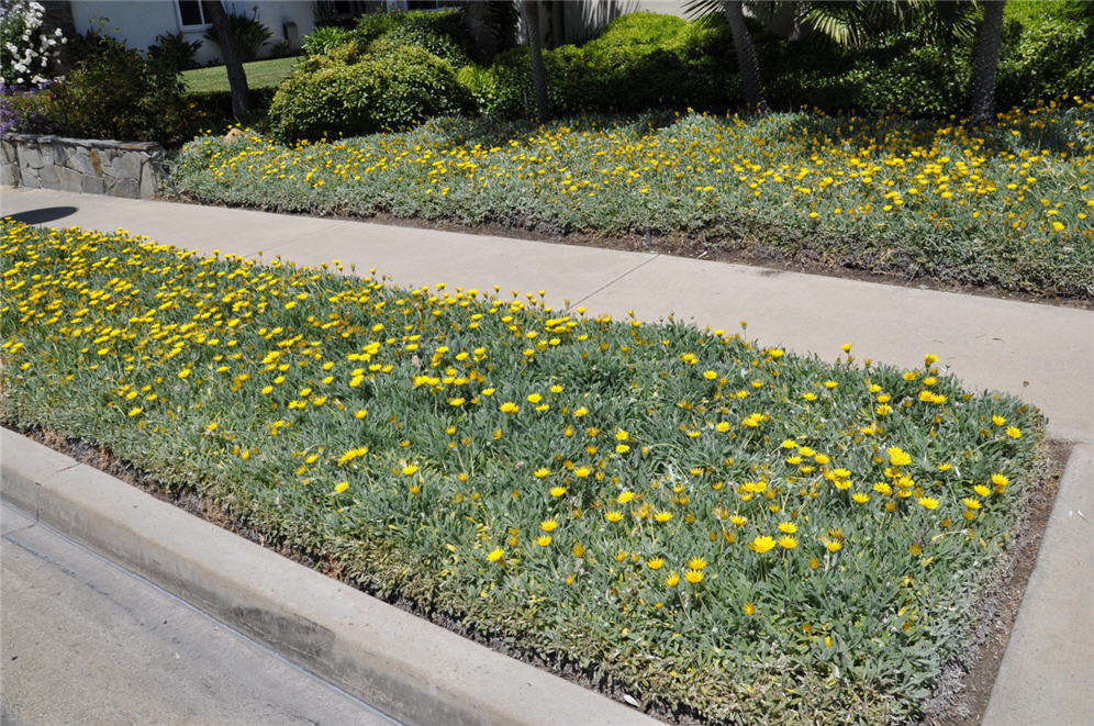 Yellow Gazania Strip