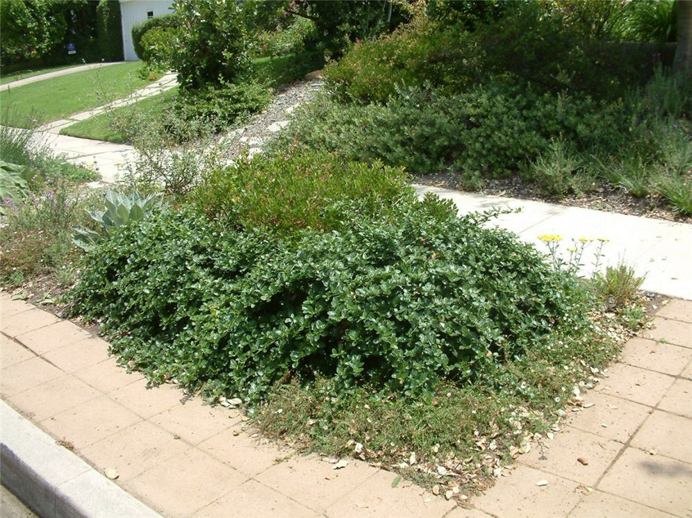 Mounded Perennials on the Parking Strip