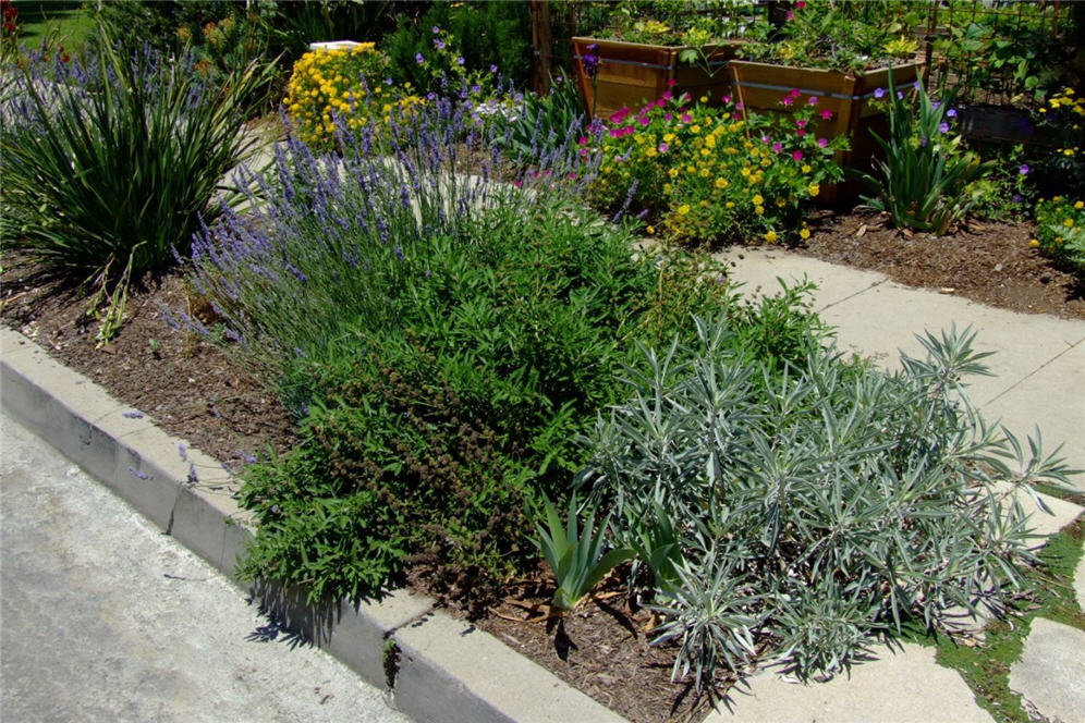 Variety Garden on the Parking Strip