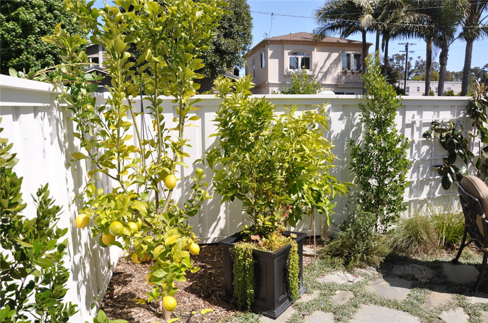 Courtyard Fruit Trees