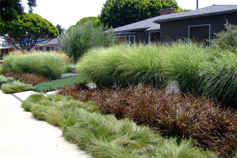 Layers of Grasses