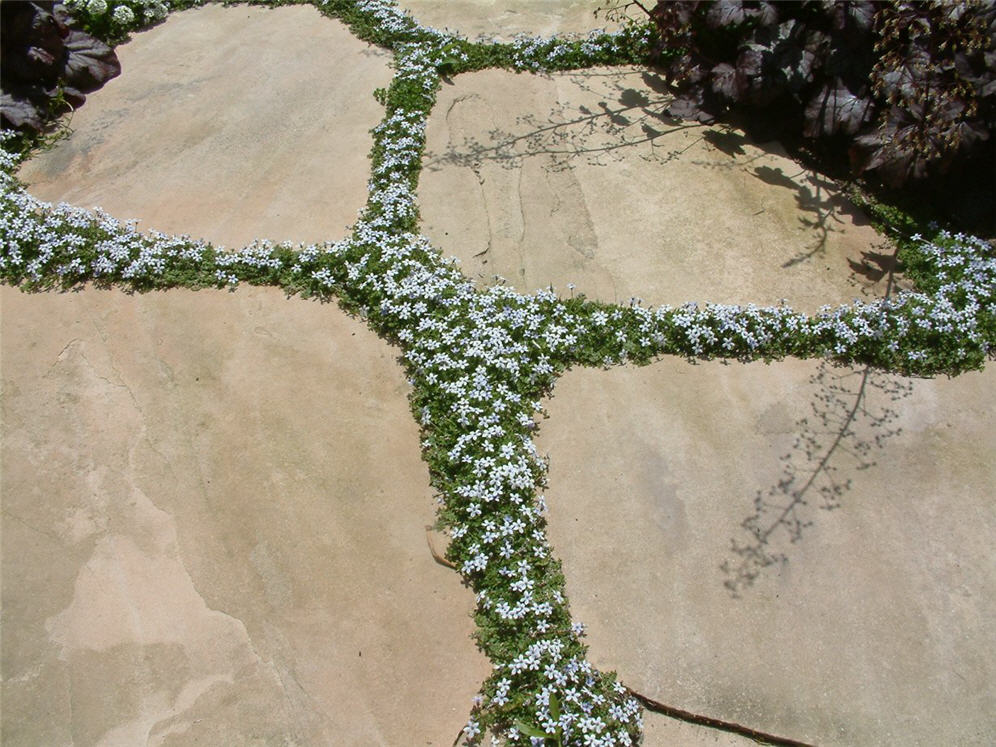 Closeup of Groundcover