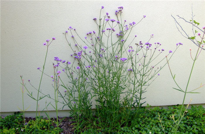 Plant photo of: Verbena bonariensis