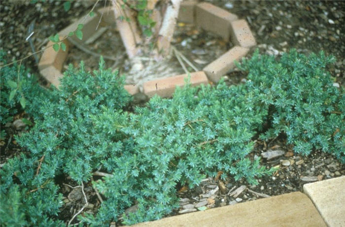 Juniperus conferta