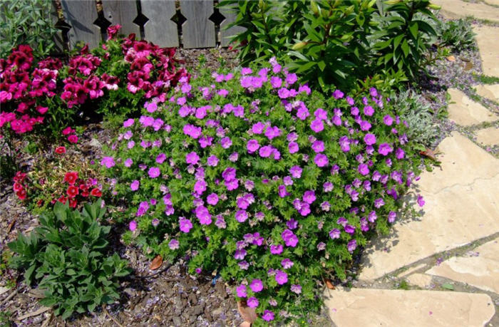 Biokovo Cranesbill