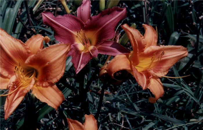 Hemerocallis 'Orange Crush'