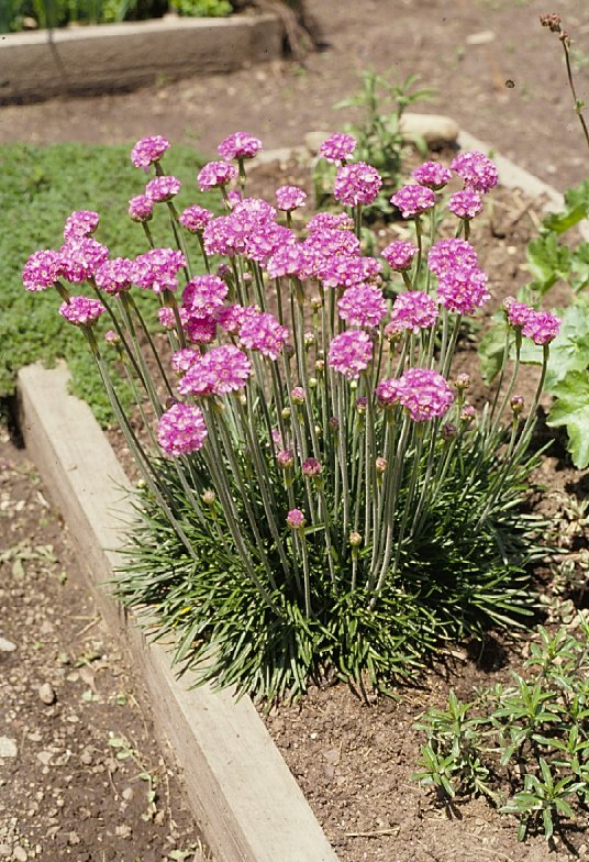 Plant photo of: Armeria maritima