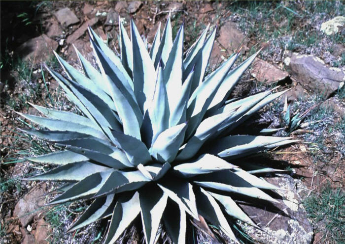 Plant photo of: Agave parryi v. couesii