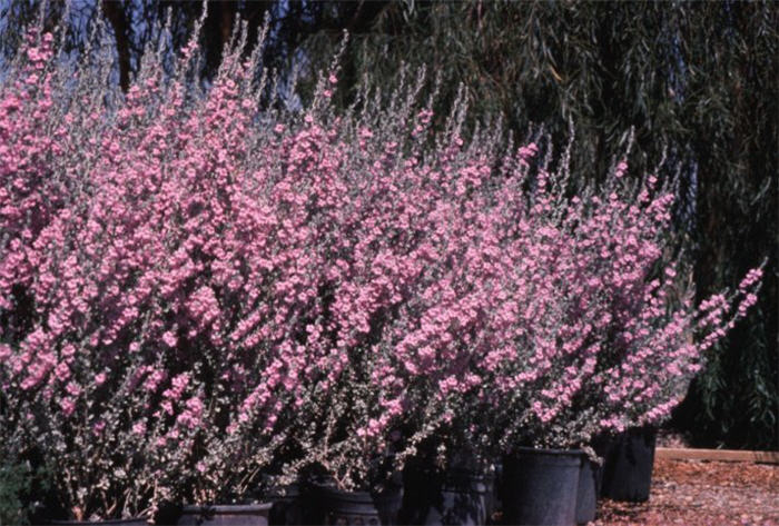 Leucophyllum frutescens 'Rain Cloud'