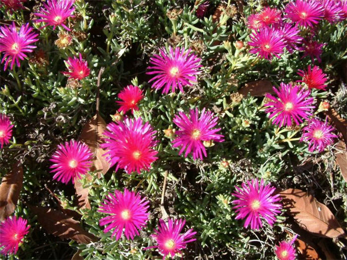 Lampranthus spectabilis