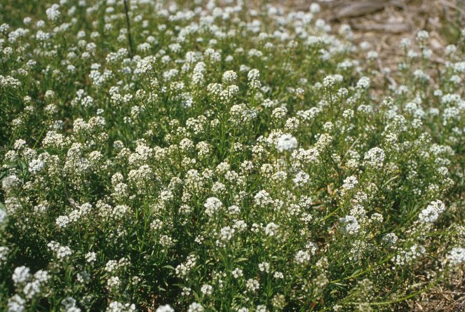 Lobularia maritima