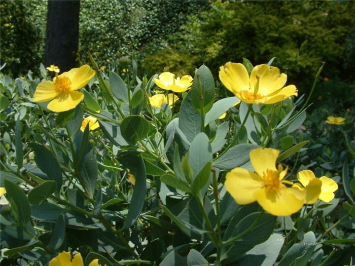 Plant photo of: Dendromecon harfordii