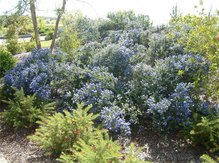 Julia Phelps California Lilac