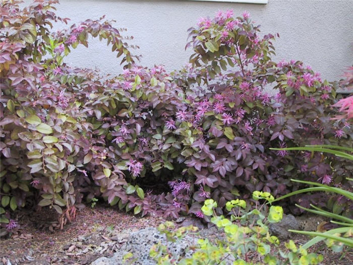 Loropetalum chinese 'Rubrum'