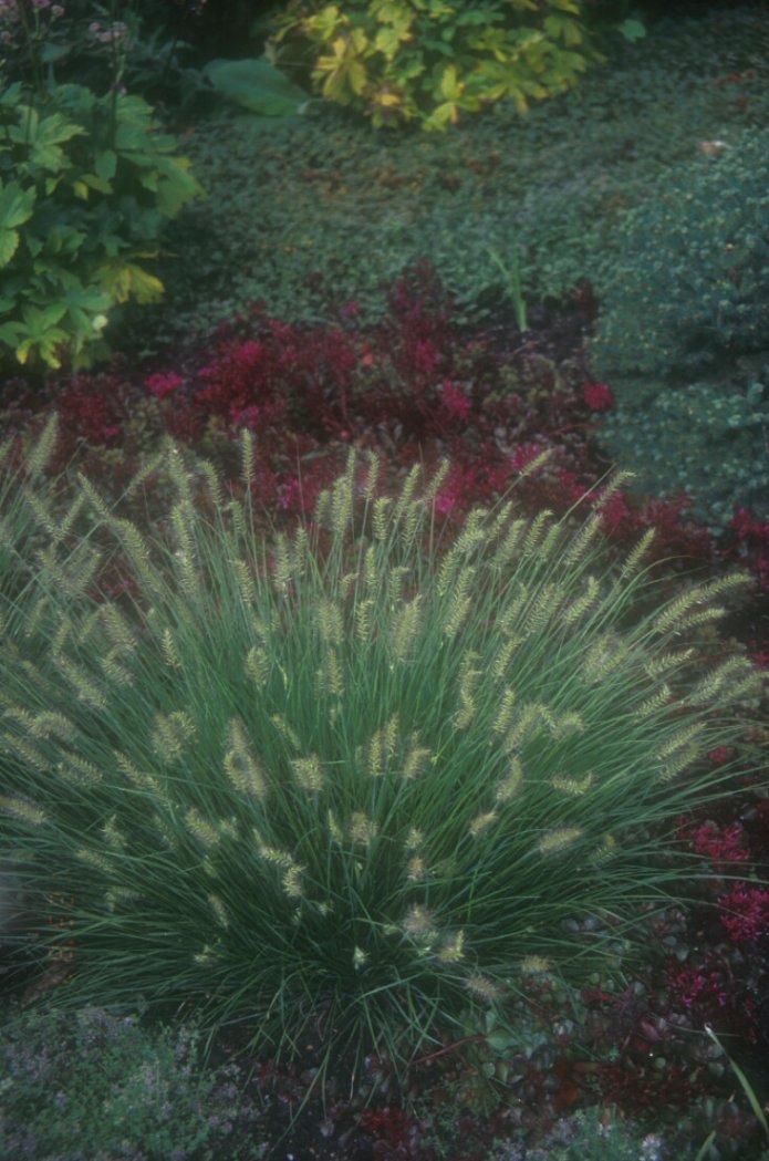 Little Bunny Fountain Grass