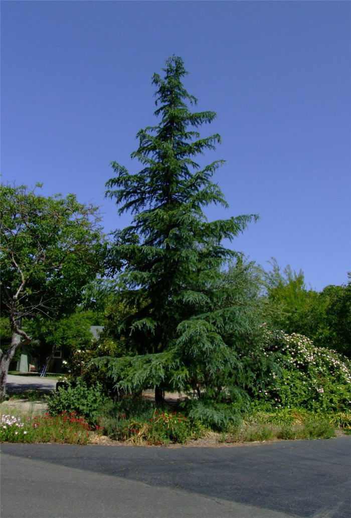 Deodar Cedar, Calif. Christmas Tree