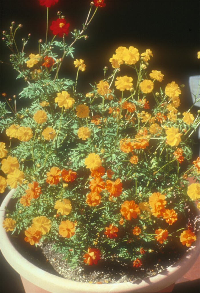 Cosmos sulphureus 'Ladybird Mix'