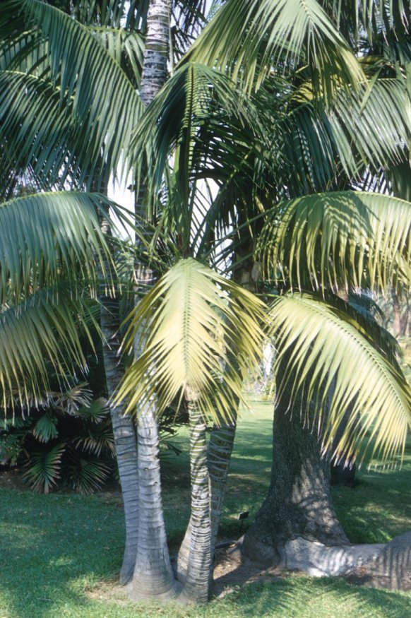 Howea forsteriana