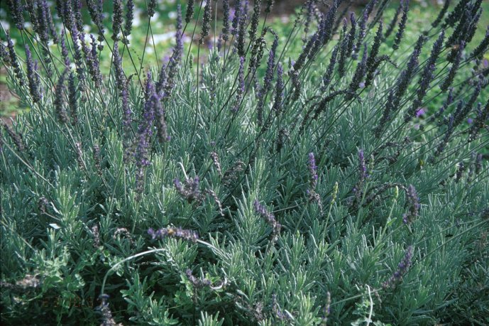 Plant photo of: Lavandula 'Goodwin Creek Gray'