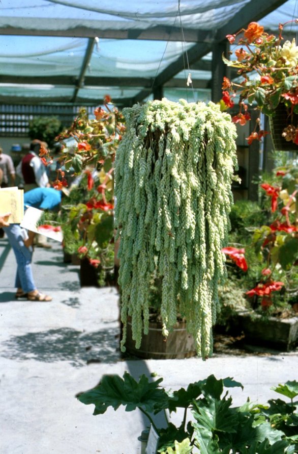 Sedum morganianum