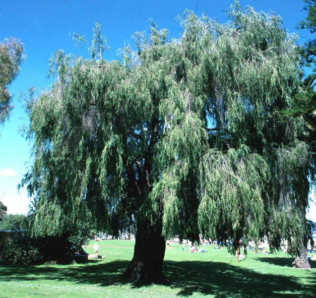 Peppermint Tree, Willow Myrtle