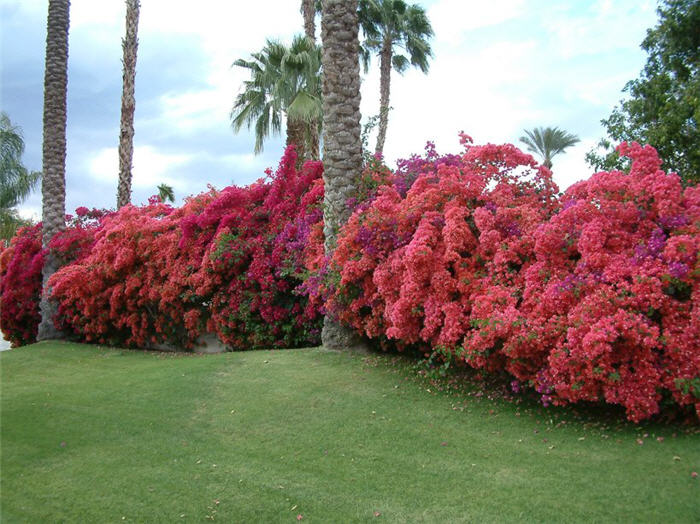 Bougainvillea 'Barbara Karst'