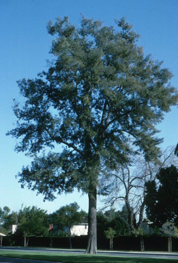 Horsetail Tree