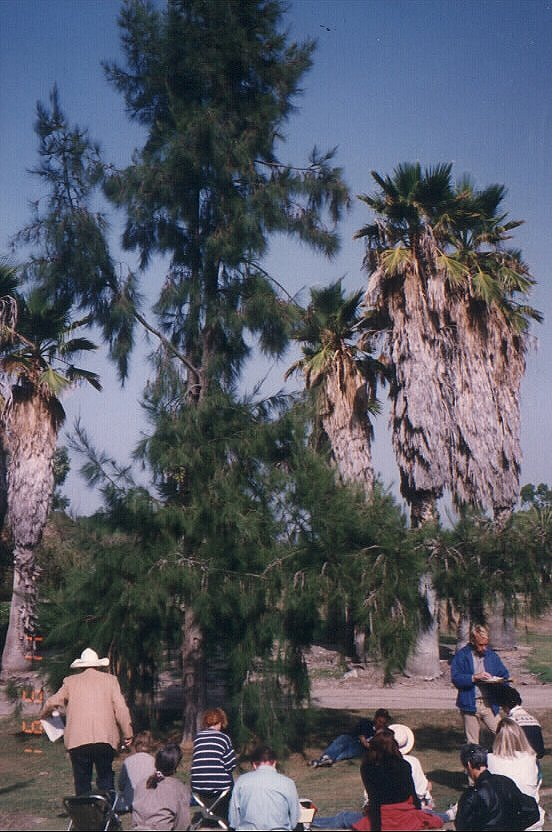 Coast Beefwood, Mountain She-Oak