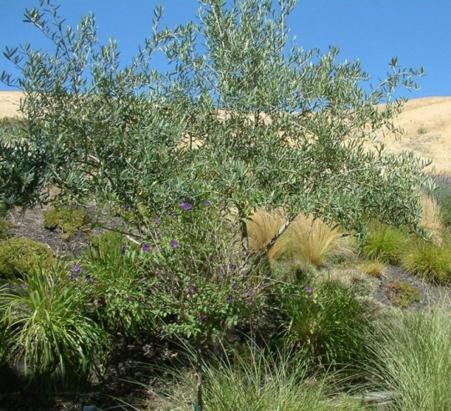 Olea europaea 'Swan Hill'