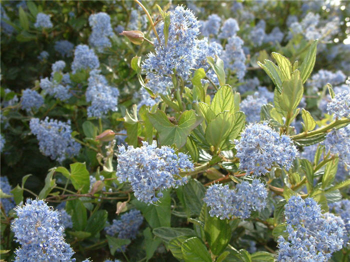 Plant photo of: Ceanothus 'Joyce Coulter'