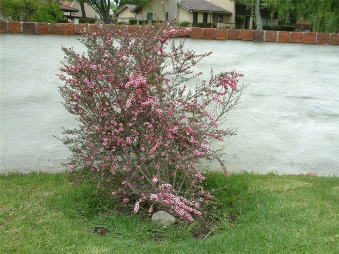 Plant photo of: Leptospermum scoparium 'Helene Strybing'