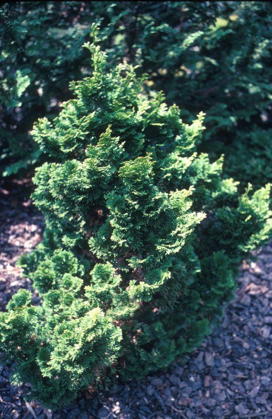 Dwarf Hinoki Cypress