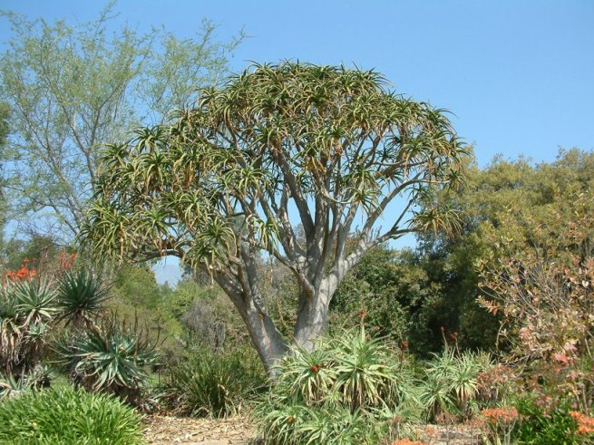 Aloe barberae