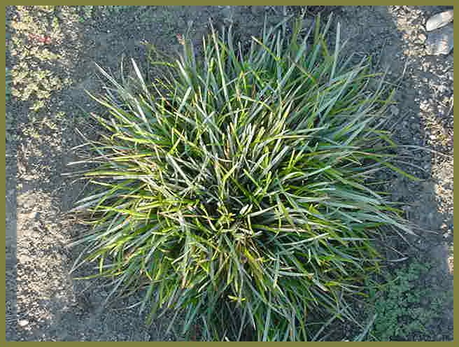 Blue Moor Grass