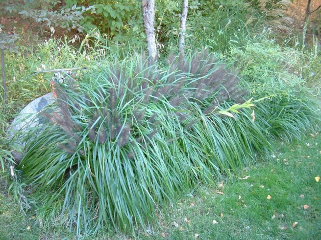 Pennisetum alopecuroides 'Moudry'