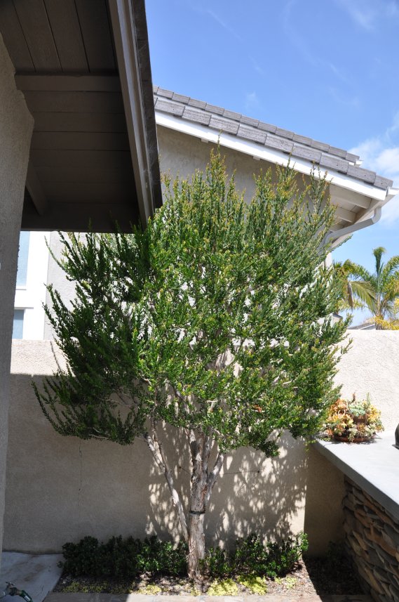 Plant photo of: Melaleuca nesophila