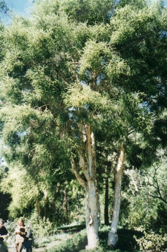 Melaleuca stypheliodes