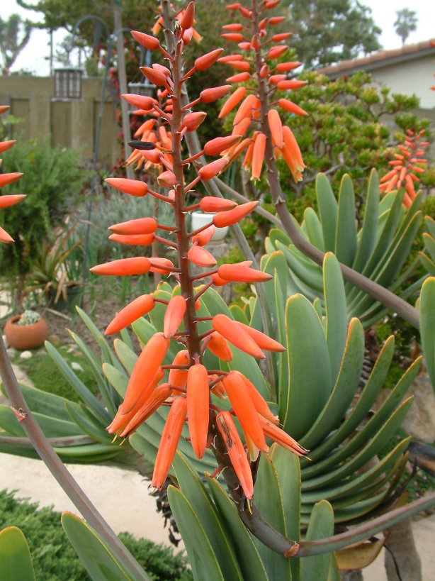 Plant photo of: Aloe plicatilis