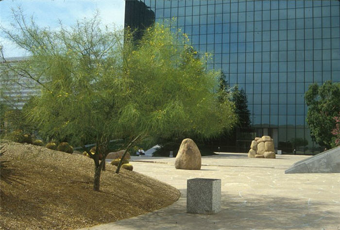 Plant photo of: Parkinsonia aculeata