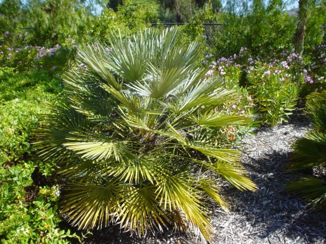 Plant photo of: Chamaerops humilis