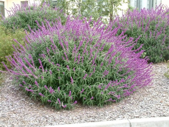 Salvia leucantha