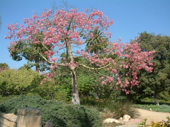 Floss Silk Tree, Kapok